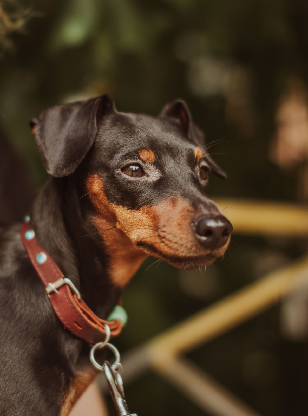 Adjustable Pet Collar for Small Dogs and Cats thumbnail 3